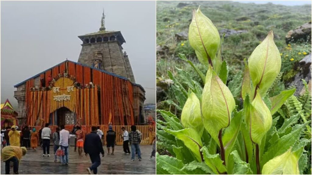 This flower which blooms in the Himalayas is very dear to Lord Shiva