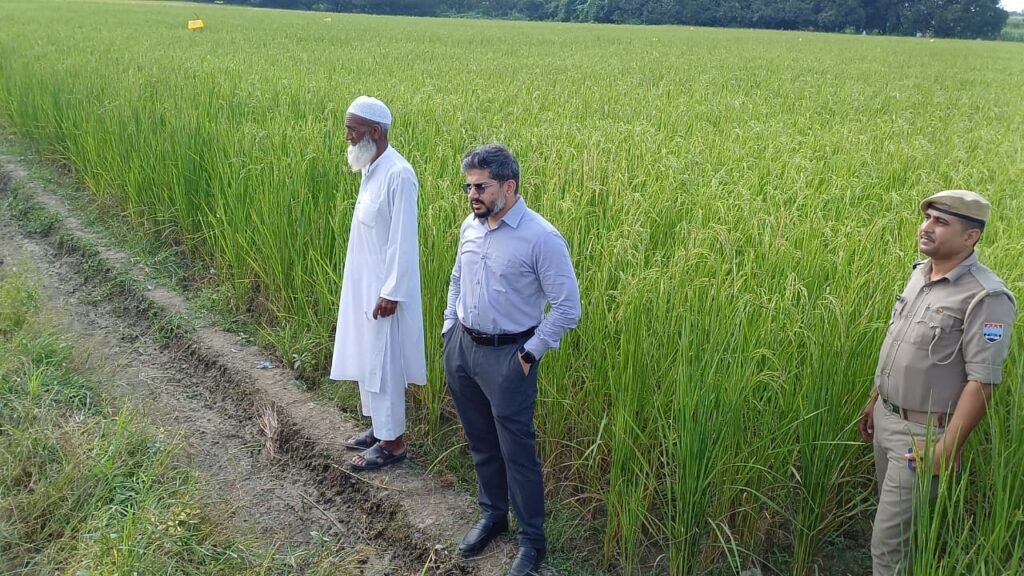 Doon Basmati crop flourishes in Vikasnagar; CDO inspects the fields and issues directives to set up a seed bank